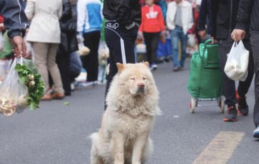 狗狗每天出現在农贸市场，目光飘忽不定原地不动等候着啥，了解缘故许多人泪崩