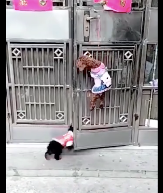 主人在门边栓了一根绳子,泰迪就学好自身开门了,也太蠢了吧 主人在门边栓了一根绳子,泰迪就学好自身开门了,也太蠢了吧