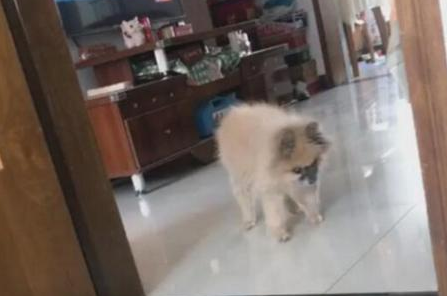狗狗迈向叫个不停的主人，磕磕绊绊爆笑段子持续，身后实情令人辛酸