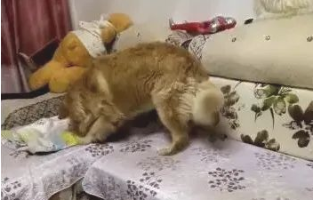 金毛见小主人入睡，脚伸过去动一下，下面好贴心！