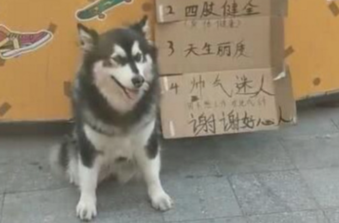 铲屎官带阿拉斯加在街上行乞,狗狗一本正经地坐下来,但是过路人都说主人太无耻了 铲屎官带阿拉斯加在街上行乞,狗狗一本正经地坐下来,但是过路人都说主人太无耻了