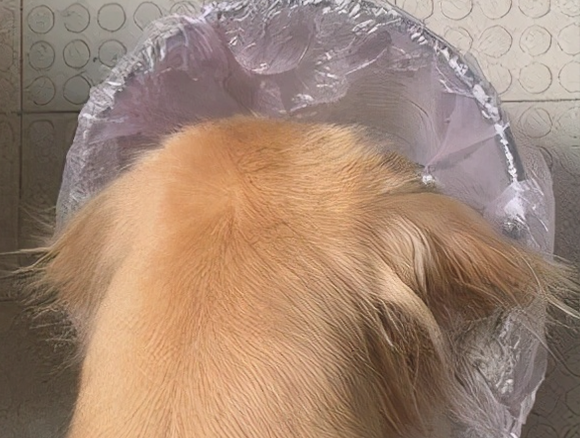 主人把煎糊的面包丢掉了，狗狗盯住垃圾桶看过大半天：我能吃吗？