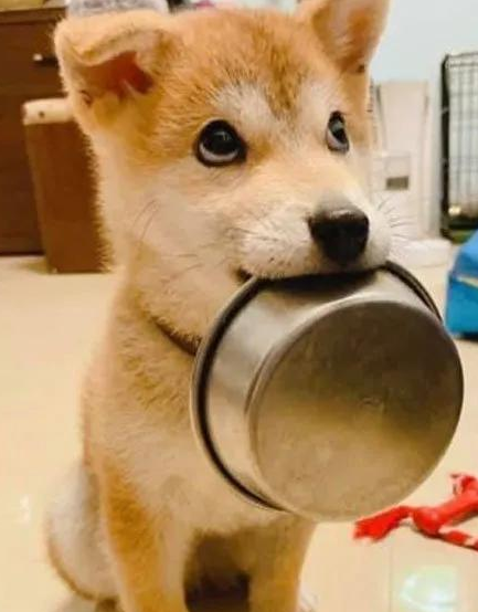 秋田犬自小就喜欢叼碗卖萌，可等它长大以后，铲屎官愣住