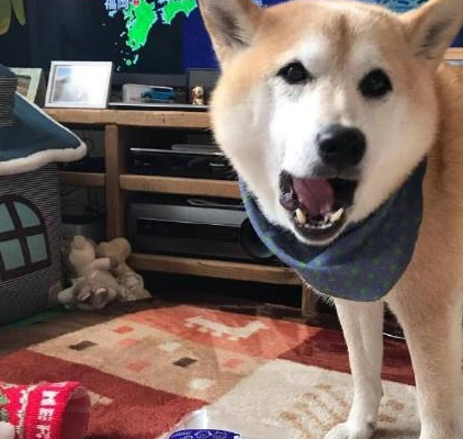 圣诞给秋田犬提前准备袜子,直到狗狗醒来时神情诧异 圣诞给秋田犬提前准备袜子,直到狗狗醒来时神情诧异