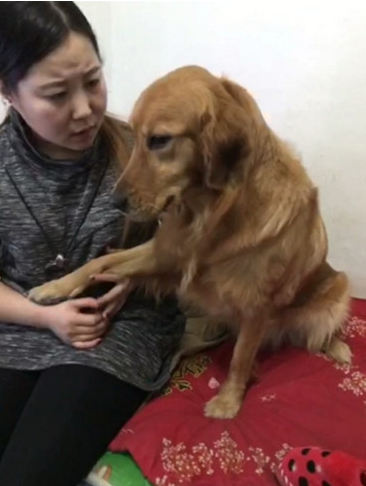 金毛狗狗犯错误被主人处罚，以便可以躲过一劫，立刻施展秘密武器求原谅