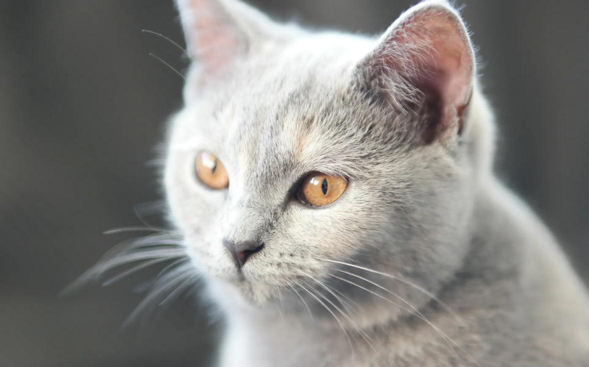 猫后腿有个类似囊肿的东西是什么原因