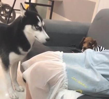 二哈撩拨小泰迪,小泰迪翻腕便是一巴掌 二哈撩拨小泰迪,小泰迪翻腕便是一巴掌