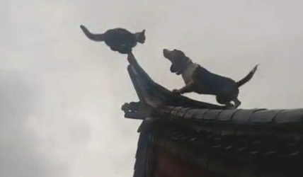 晚餐之后找不到家中狗狗，仰头一看愣住了，网友：对战紫禁之巅