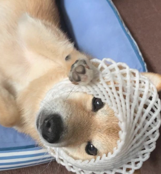 网友将水果防护膜套在柴犬头顶,仿佛一名伤者,狗:柴果已交货! 网友将水果防护膜套在柴犬头顶,仿佛一名伤者,狗:柴果已交货!