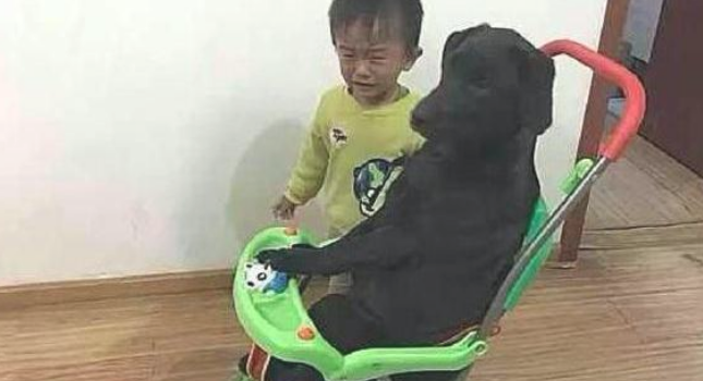 孩子的小轿车被狗狗坐了，任由如何拉也不出来，狗：我是个小宝宝！