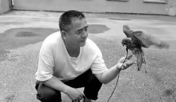 长春一男子养只红隼当宠物 人家遛狗他溜鹰