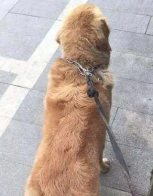 金毛被骂后出走，半途竟偶遇富家女，坐下来玛莎拉蒂霸气侧漏回家