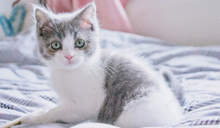 家中有猫的朋友快看过来!防治猫弓形虫病的方法学习一下! 家中有猫的朋友快看过来!防治猫弓形虫病的方法学习一下!