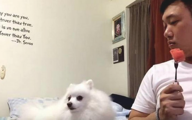 主人用叉子吃西瓜，狗狗却偷看主人手里的甜瓜