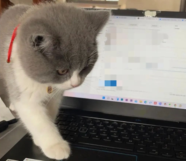 女生把猫写进毕业论文致谢：“没它捣乱，早写完了！”可导师居然说…