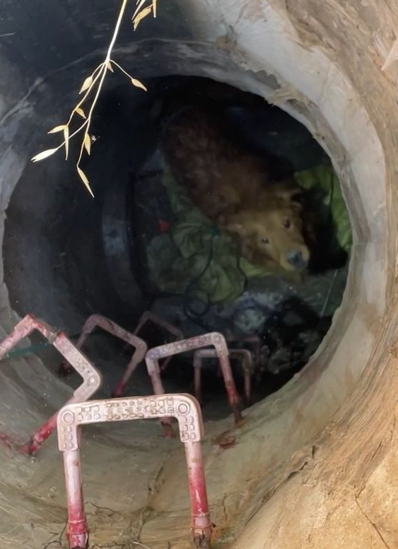 百斤金毛犬撵猫时不慎落井，第二日被救时不吵不闹