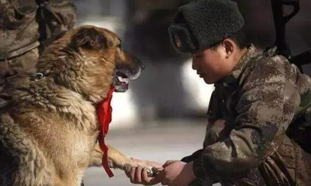 流浪犬闯进部队后，被送到十公里外收容所，狗狗却跑回家坚持参军入伍
