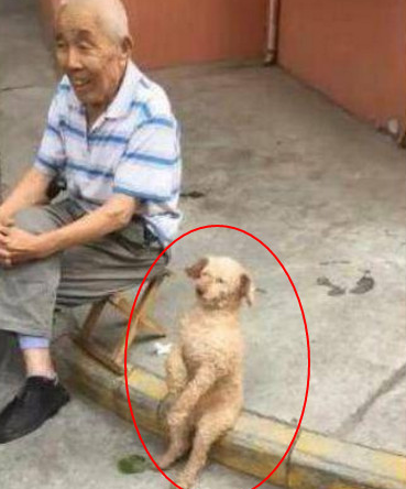 把泰迪送去爷爷家寄养宠物一个礼拜回家后见到它有态度的座姿笑喷了 把泰迪送去爷爷家寄养宠物一个礼拜回家后见到它有态度的座姿笑喷了