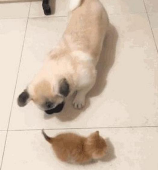 亲人都挺宠溺小橘猫，却让家中的狗狗发脾气，这货一逮着机遇就欺压它