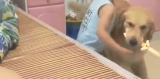 小孩子和金毛一起叫男主人醒来，金毛想想一个方法，太聪明了！