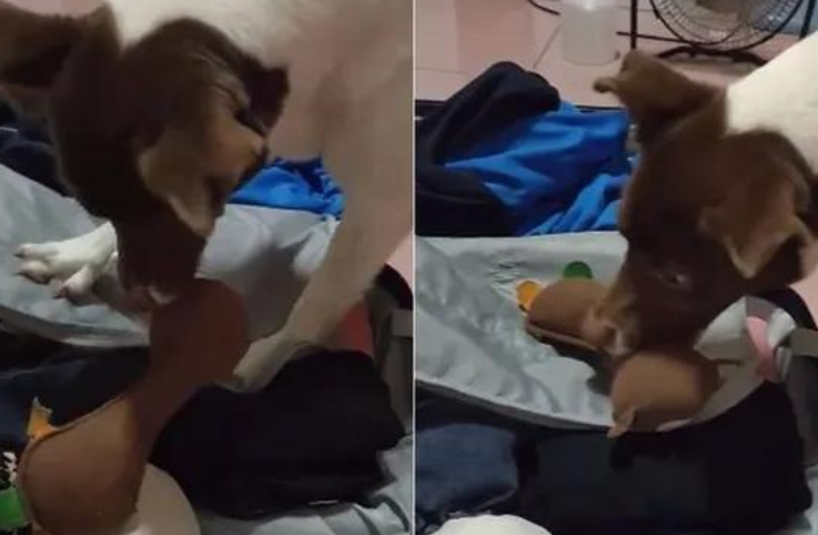 主人梳理行李箱,狗狗叼深爱玩具塞入箱,反复6次超坚持不懈:它还要去 主人梳理行李箱,狗狗叼深爱玩具塞入箱,反复6次超坚持不懈:它还要去