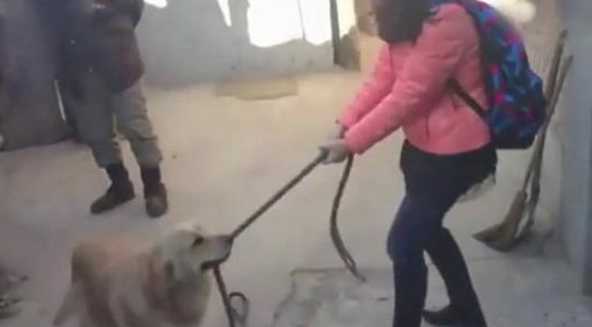 狗狗和女主人很多年沒有见面，相遇的情况下，金毛作法令人很是打动