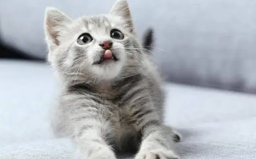 猫关进笼子里一直叫怎么办 猫关进笼子里一直叫怎么办