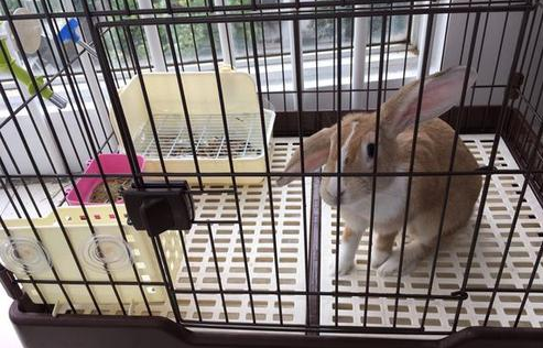 只有提前做好打算才能避免问题的发生,针对豫丰黄兔爱打架这个缺点