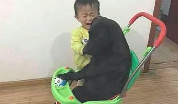 孩子的小轿车被狗狗坐了，任由如何拉也不出来，狗：我是个小宝宝！