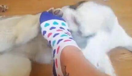 二哈看不上主人臭脚,又迫不得已那样做,笑喷了 二哈看不上主人臭脚,又迫不得已那样做,笑喷了