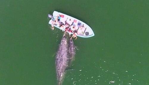 客在墨西哥海域乘船观光时偶遇灰鲸母子