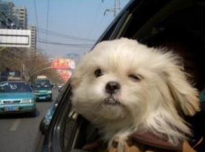 狗狗在私家车上闹腾 导致三车追尾
