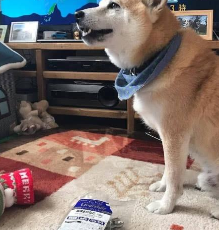 圣诞给秋田犬提前准备袜子,直到狗狗醒来时神情诧异 圣诞给秋田犬提前准备袜子,直到狗狗醒来时神情诧异