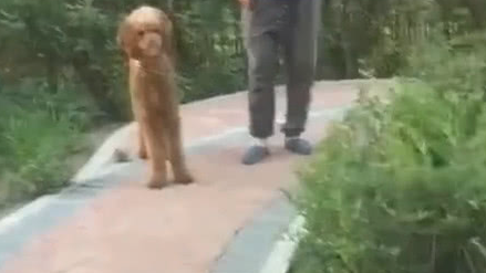 遇上小狗泰迪吓傻了,想逃跑又爱面子,但是你这姿态究竟哪帅了? 遇上小狗泰迪吓傻了,想逃跑又爱面子,但是你这姿态究竟哪帅了?
