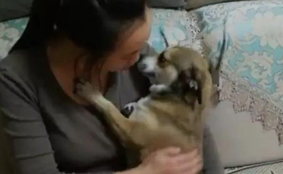 狗子被男主人一顿揍后，委屈的钻入女主人怀中发牢骚，萌化了