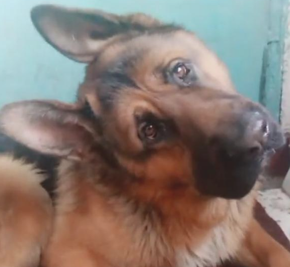 主人冲着高加索犬德牧歌唱,狗狗就非常相互配合的跟随摆头打节奏感,好可爱啊 主人冲着高加索犬德牧歌唱,狗狗就非常相互配合的跟随摆头打节奏感,好可爱啊