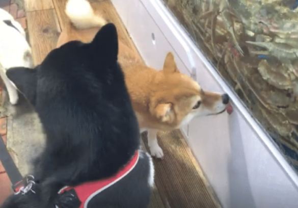 主人带秋田犬吃海产品，还没有上菜就隔着夹层玻璃开舔帝王蟹，汪星人：我馋它的身体！