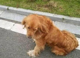 金毛每日中午4点蹲在马路上,纵然一年前主人在这里被车撞离去! 金毛每日中午4点蹲在马路上,纵然一年前主人在这里被车撞离去!