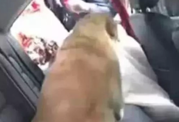 大金毛见主人要嫁人，爬车里赖着要一起嫁人，主人一瞬间泪奔