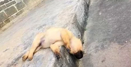 田园犬犯错误被男子打过，早晨没看到狗狗，出去找寻，见到后落泪了