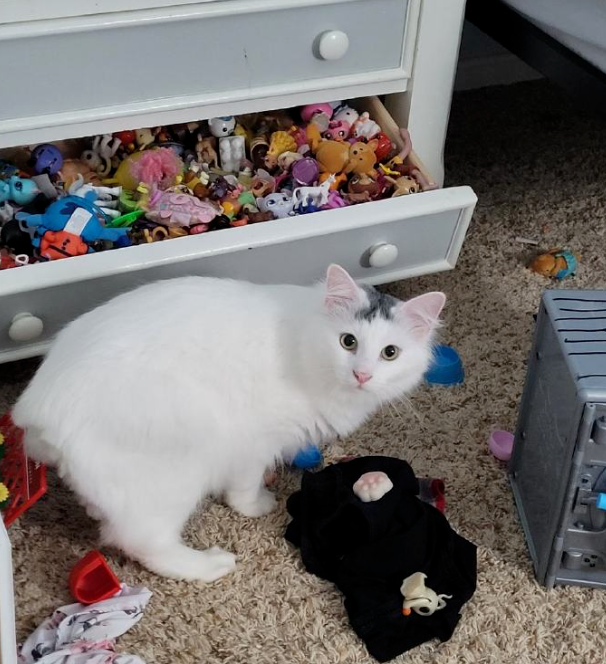 光明正大偷东西，猫：我有错吗？
