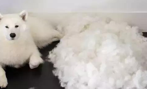 萨摩耶掉的毛太多了，主人把这些毛做成围巾和帽子，挺好看的