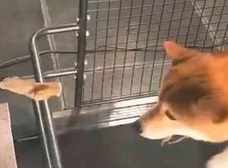 为了更好地激励自己柴犬减肥瘦身，网友竟想到这一方法，柴犬大写的生无可恋