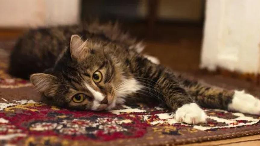 猫吃了塑料异物该怎么办 猫吃了塑料异物该怎么办