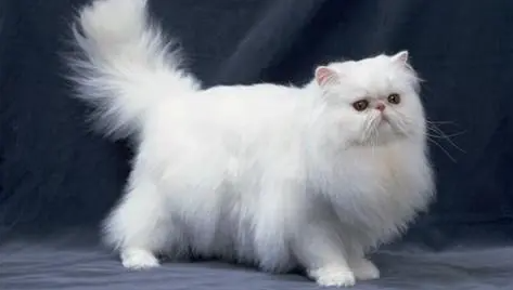 波斯猫一直叫是什么原因?要去医院治疗吗? 波斯猫一直叫是什么原因?要去医院治疗吗?