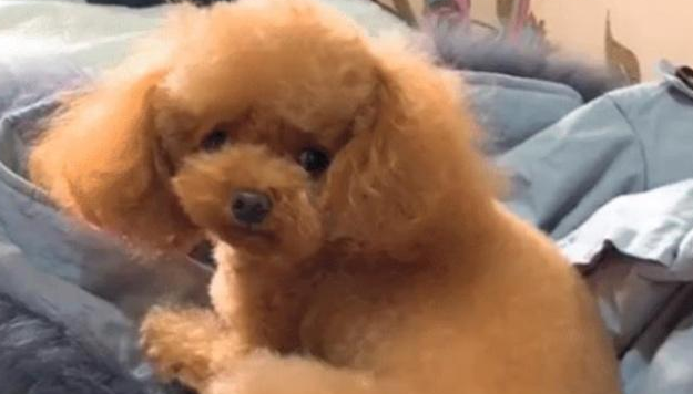铲屎官钟爱大泰迪,小泰迪发脾气的神情会亮,网民:这眼白翻得规范 铲屎官钟爱大泰迪,小泰迪发脾气的神情会亮,网民:这眼白翻得规范