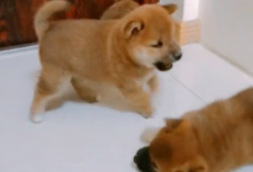 萌犬三兄弟打闹玩乐,想尽办法施展分别绝招,搏斗样子美化版人 萌犬三兄弟打闹玩乐,想尽办法施展分别绝招,搏斗样子美化版人