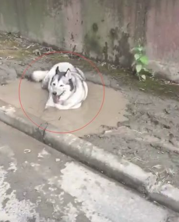 奶奶带哈士奇出来散散步，才过去了十多分钟，二哈就把奶奶气晕了