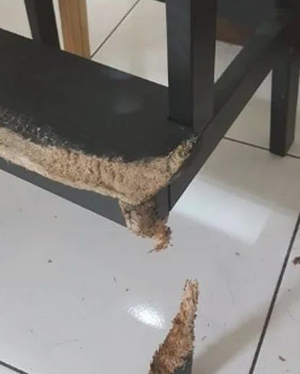 狗狗用了大半年的時间把凳子咬成那样，主人家看过狂赞：总算保证了！