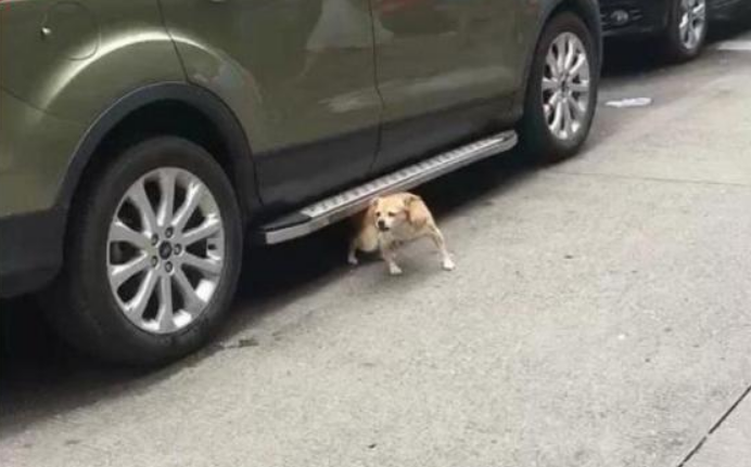 狗狗跑进底盘,本认为要挠痒痒,結果天马行空的伸出车! 狗狗跑进底盘,本认为要挠痒痒,結果天马行空的伸出车!